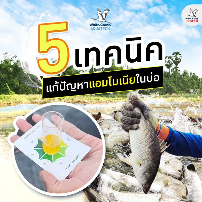 5 เทคนิคแก้ปัญหาแอมโมเนียในบ่อ