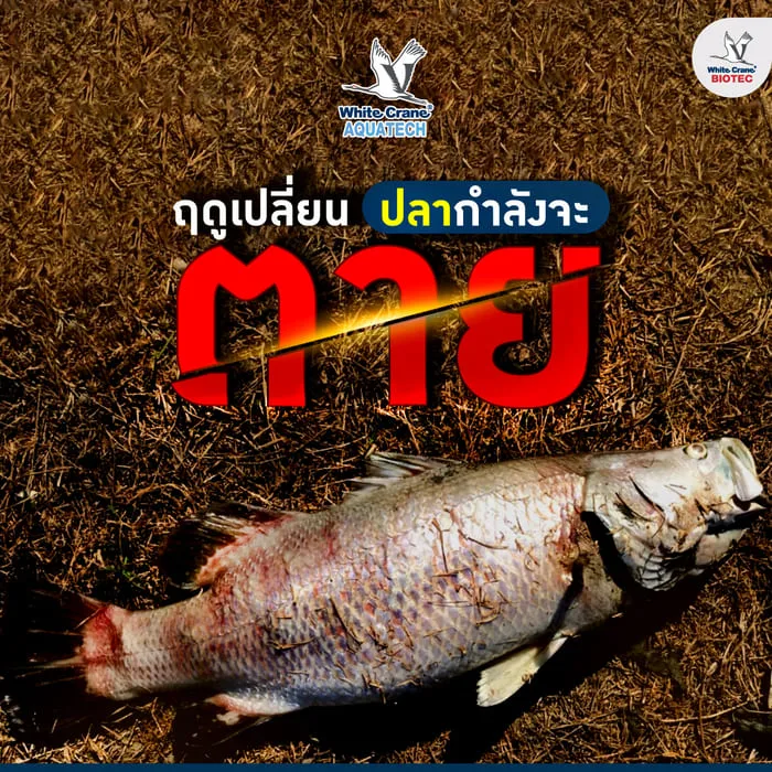 ป้องกันปลาตายช่วงฤดูเปลี่ยน