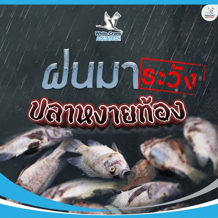 ฝนมา ระวังปลาตาย